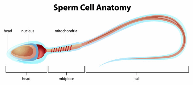 Gametogenesis and Spermatogenesis NEET Notes | EduRev
