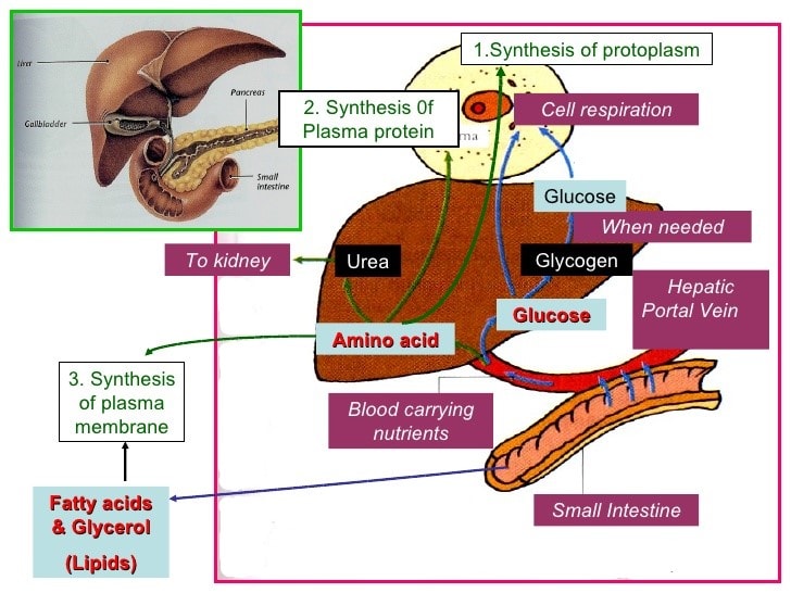 Absorption and Assimilation of Food NEET Notes EduRev