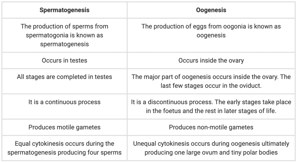 Gametogenesis and Spermatogenesis NEET Notes | EduRev