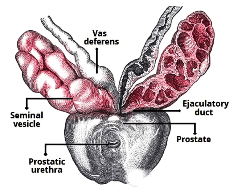 Male Reproductive Gland NEET Notes | EduRev