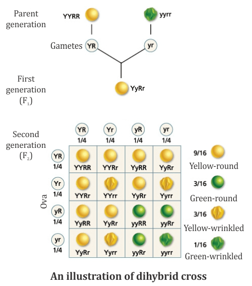 NCERT Solutions - Heredity and Evolution Class 10 Notes | EduRev