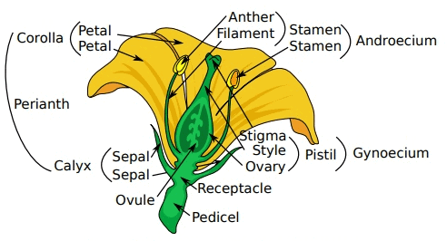 Revision Notes - Sexual Reproduction in Flowering Plants NEET Notes ...