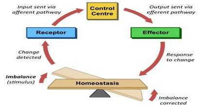 Elimination of Nitrogenous Wastes NEET Notes | EduRev