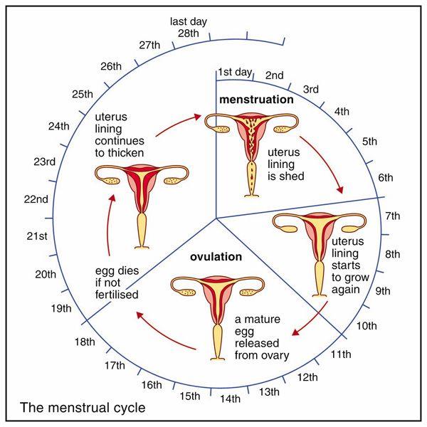 NCERT Summary: Summary of Biology- 5 UPSC Notes | EduRev