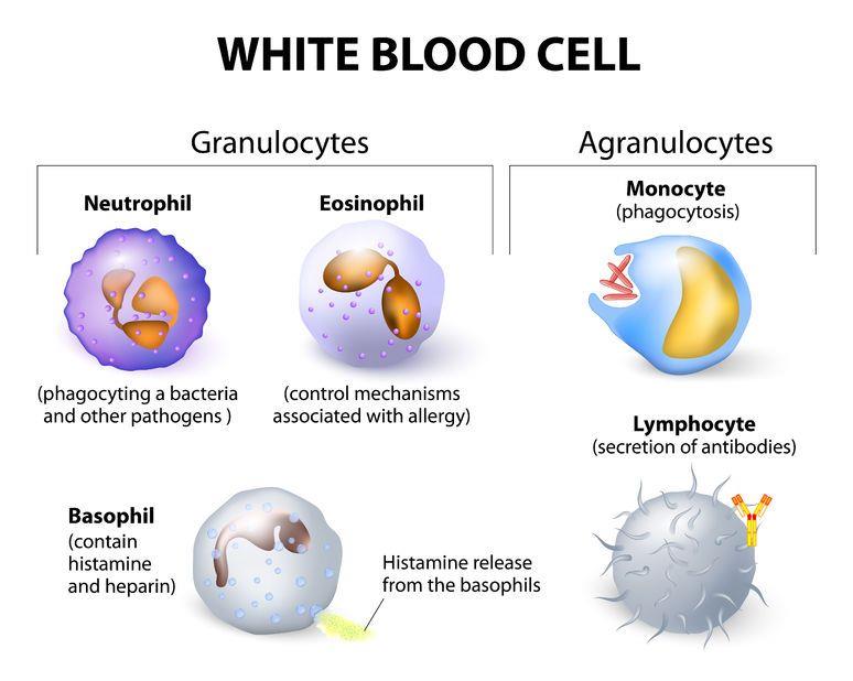NCERT Summary: Summary of Biology- 5 UPSC Notes | EduRev