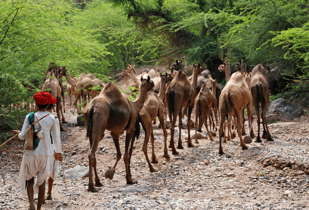 Nomadic Pastoralists Class 7