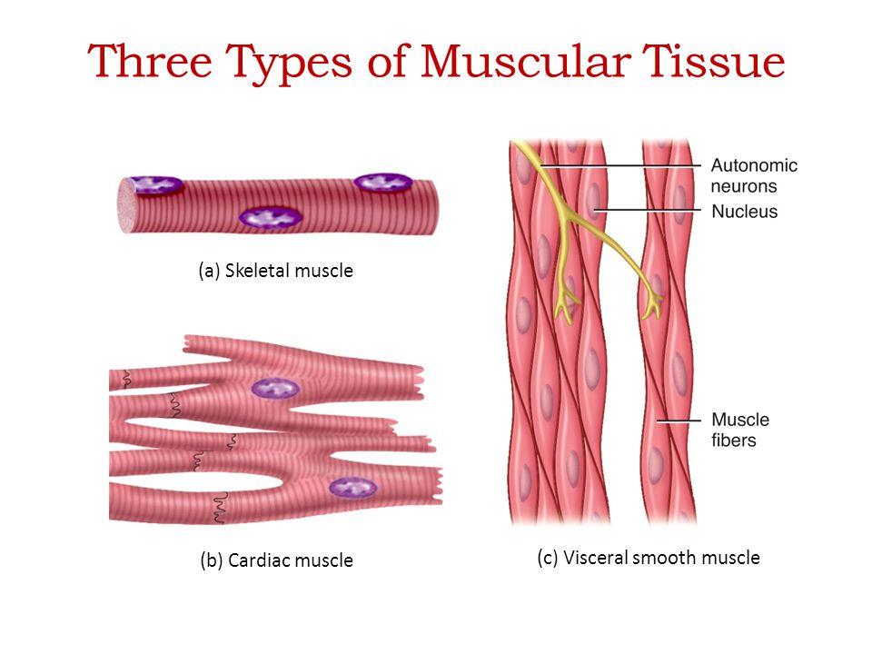NCERT Summary: Gist of Biology - 1 Notes | EduRev