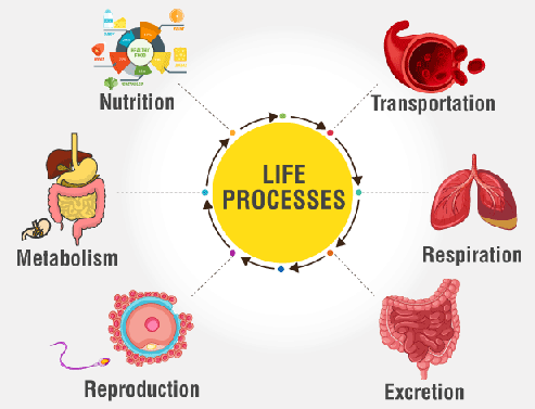 processes definition