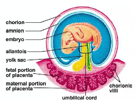 Fig: Extraembryonic membrane in human