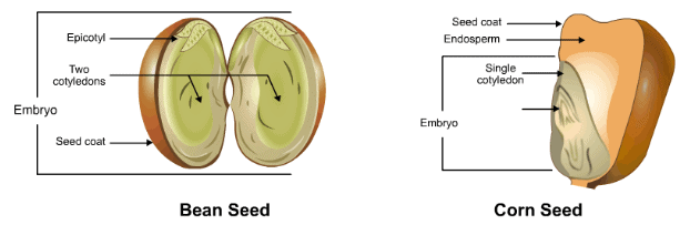 Theory & Procedure, Embryo of Dicot Seeds Class 10 Notes | EduRev
