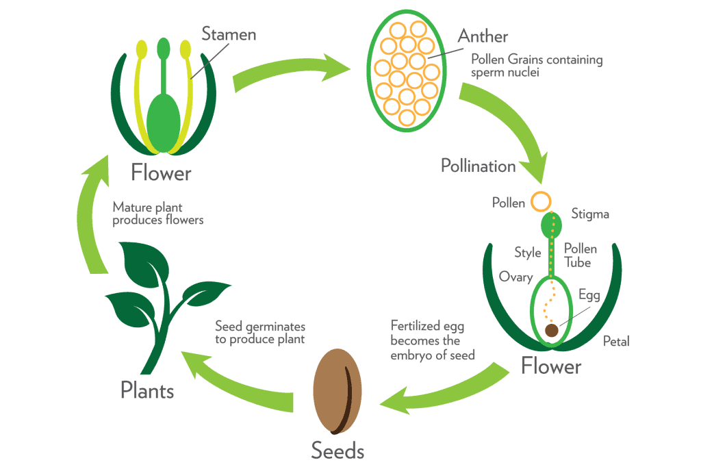 NCERT Solutions- Reproduction in Organisms NEET Notes | EduRev