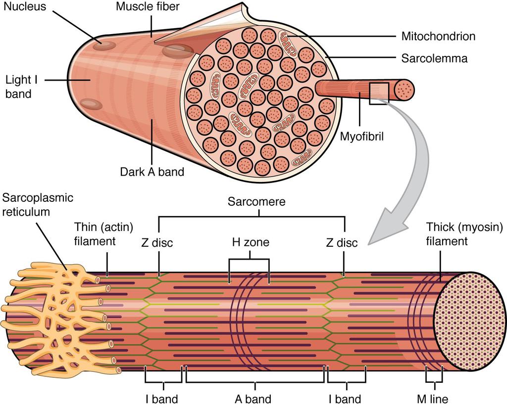 Types of Muscles and Muscle Fibre NEET Notes | EduRev