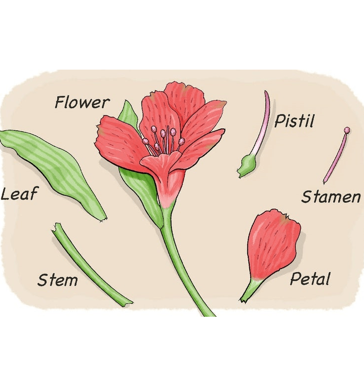 Key Notes: Anatomy of Flowering Plants NEET Notes | EduRev