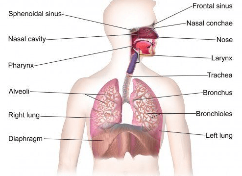 Respiration in Humans and Plants Class 10 Notes | EduRev