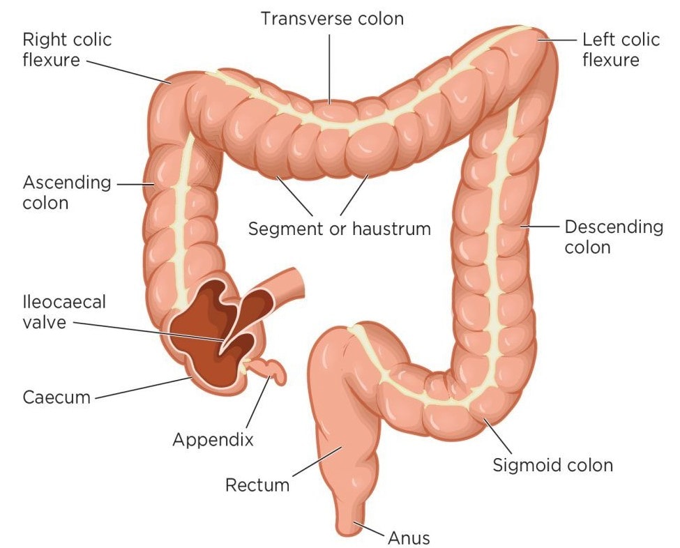 Stomach, Gastric Glands and Intestines NEET Notes | EduRev
