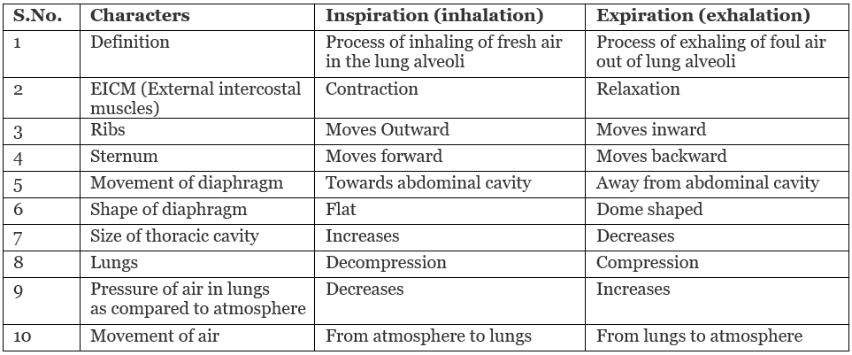 Respiration in Humans and Plants Class 10 Notes | EduRev