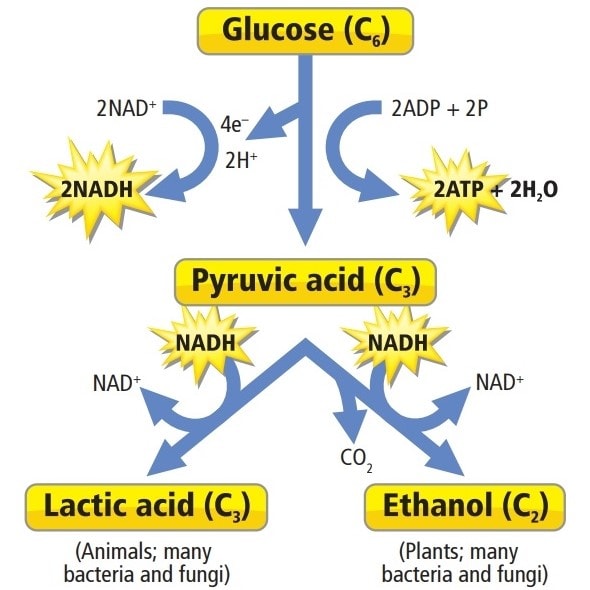 Fermentation : Alcohol, lactic Acid NEET Notes - 59 62a431b4 5123 4c36 82DD D791018c126b Lg