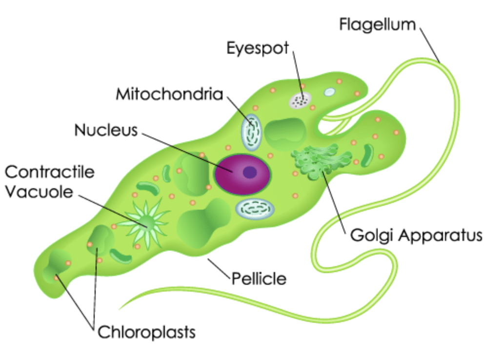 Microbes in Household Products NEET Notes | EduRev