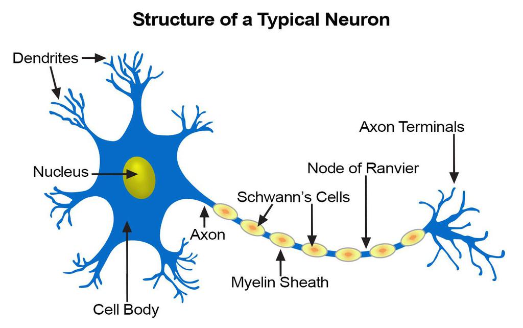 NCERT Summary: Gist of Biology - 1 Notes | EduRev