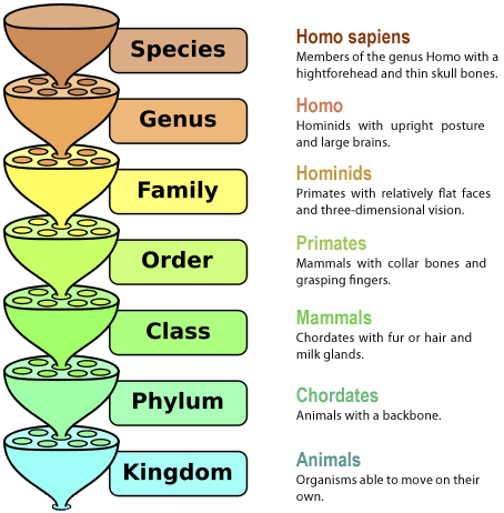 what are the classes in classification