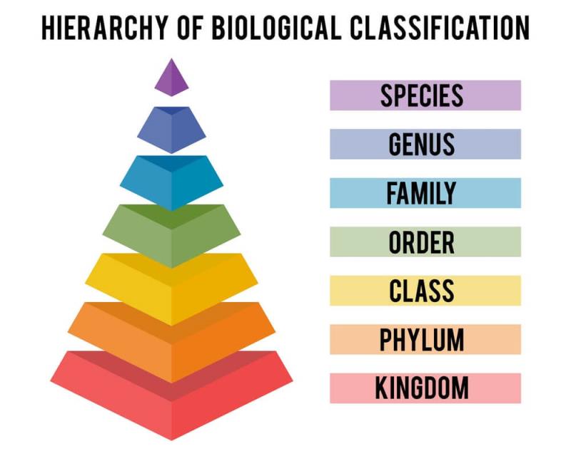 Taxonomy NEET Notes | EduRev