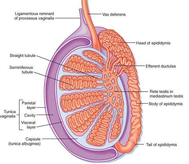 doc-male-reproductive-system-neet-notes-edurev