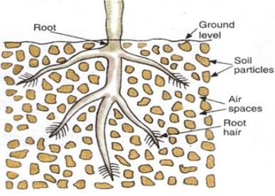 Respiration in Humans and Plants Class 10 Notes | EduRev