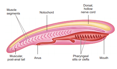 Phylum Chordata & Its Classification Notes | EduRev