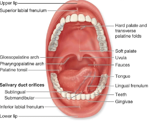 Chapter Notes - Chapter 2: Nutrition in Animals, Class 7, Science | EduRev Notes
