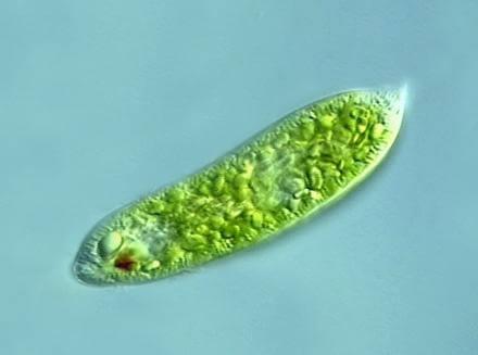 Kingdom Protista : Characteristics NEET Notes | EduRev