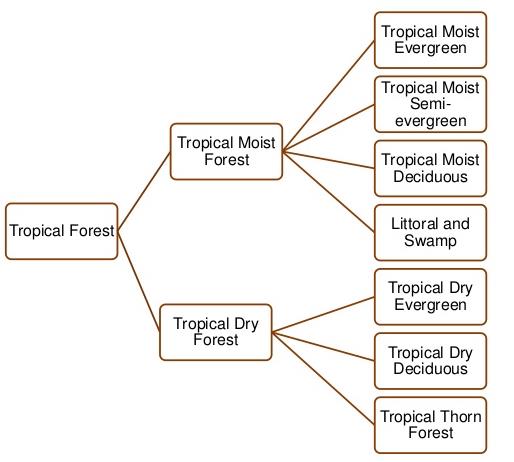 NCERT Gist: Natural Vegetation (Part - 1) UPSC Notes | EduRev