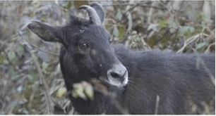 December 2020: Current Affair Environment & Ecology- 2 UPSC Notes | EduRev