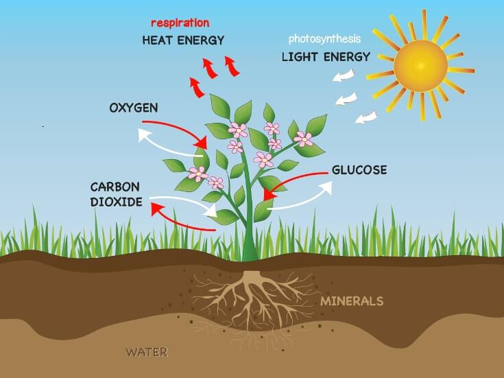 Nutrition in Plants Class 10 Notes EduRev