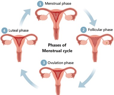 Revision Notes: Human Reproduction NEET Notes | EduRev