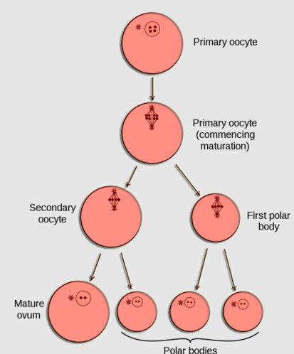 Gametogenesis and Spermatogenesis NEET Notes | EduRev