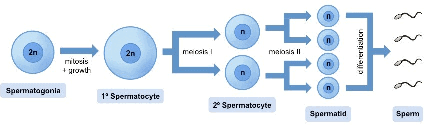 Gametogenesis and Spermatogenesis NEET Notes | EduRev