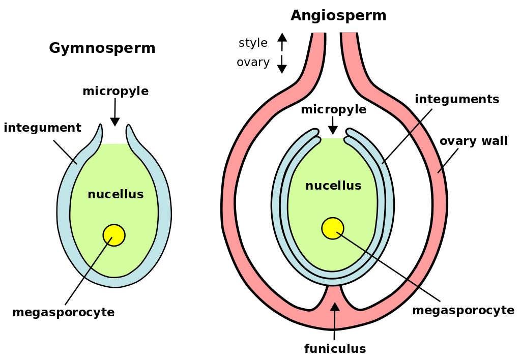 Megasporogenesis And Female Gamete Formation Neet Notes Edurev 