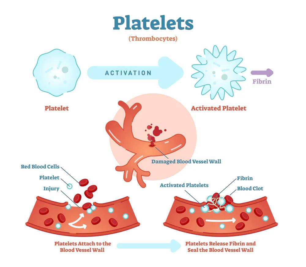 NCERT Summary: Summary of Biology- 5 UPSC Notes | EduRev