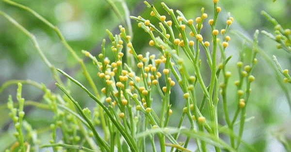 Pteridophyta NEET Notes | EduRev