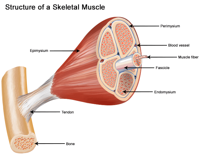 Types of Muscles and Muscle Fibre NEET Notes | EduRev