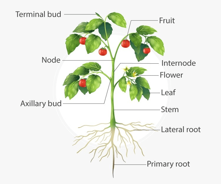 Key notes: Morphology of Flowering Plants NEET Notes | EduRev