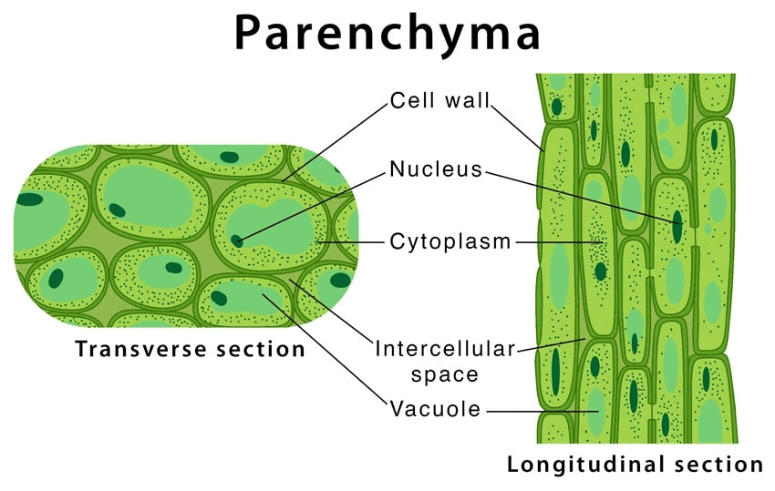 Chapter 6 - Tissue Class 9 Notes | EduRev