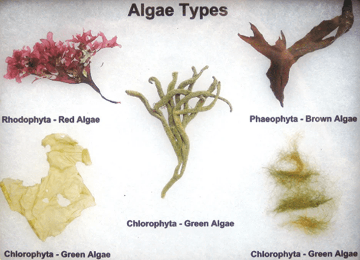 NCERT Solutions- Plant Kingdom NEET Notes | EduRev