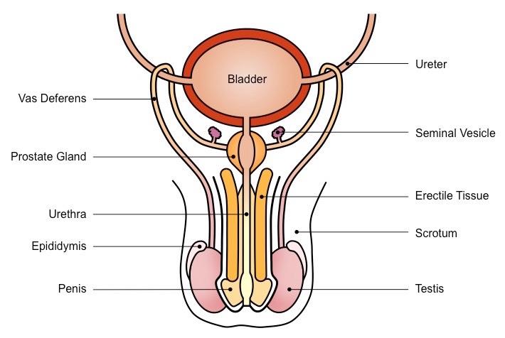 NCERT Summary: Summary of Biology- 5 UPSC Notes | EduRev