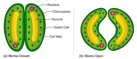 Different types of Life Processes and Nutrition Class 10 Notes | EduRev