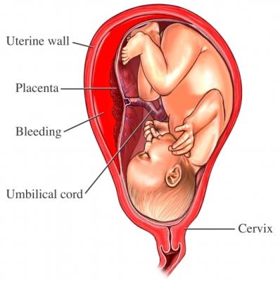 NCERT Summary: Summary of Biology- 5 UPSC Notes | EduRev