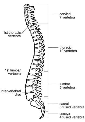 NCERT Summary: Summary of Biology- 2 UPSC Notes | EduRev