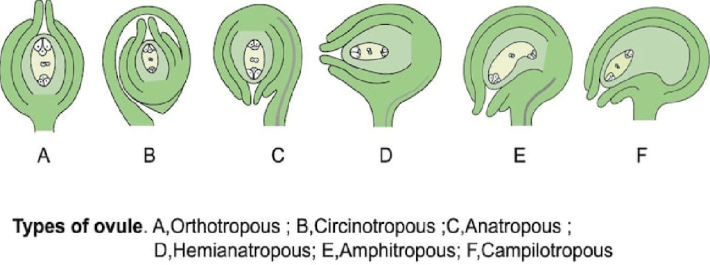 Types Of Pussies