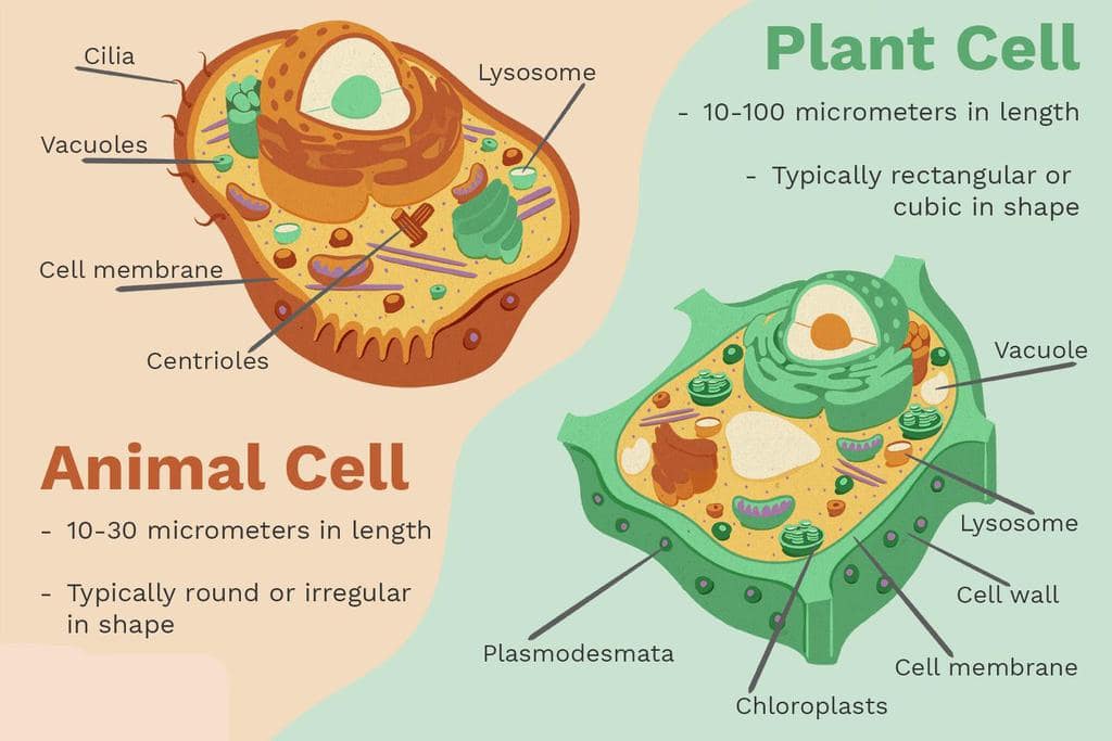 NCERT Summary: Gist of Biology - 1 Notes | EduRev