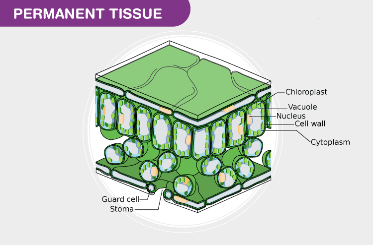 Chapter 6 - Tissue Class 9 Notes | EduRev